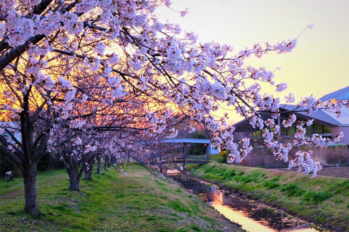 図書館の桜