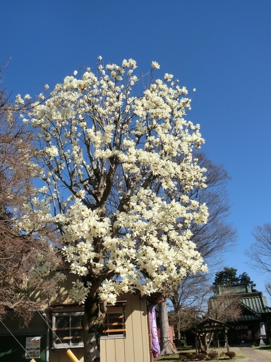 姫宮神社のハクモクレン