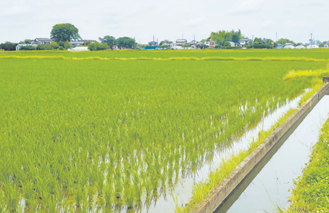 一部大規模化が完了した水田