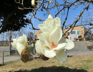 総合運動公園のハクモクレン