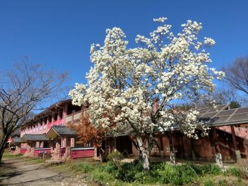 笠原小学校のハクモクレン