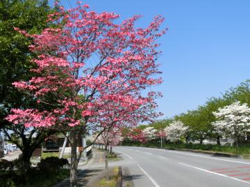 百間地区並木のハナミズキ