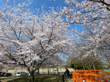 新しい村の桜3