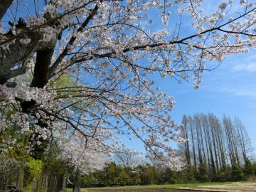 新しい村の桜4