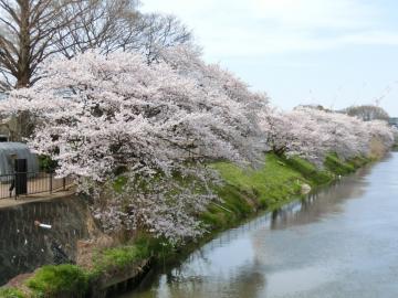 大落古利根川の桜1