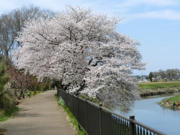 大落古利根川の桜2