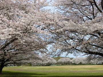 総合運動公園（ぐるる）の桜1