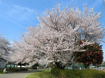 総合運動公園（ぐるる）の桜4