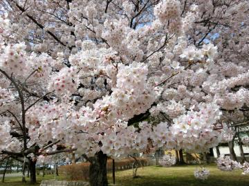 総合運動公園（ぐるる）の桜5