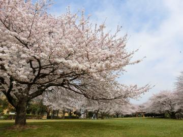 総合運動公園（ぐるる）の桜6