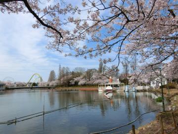 東武動物公園　白鳥の池の桜2