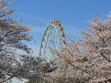 桜と観覧車1