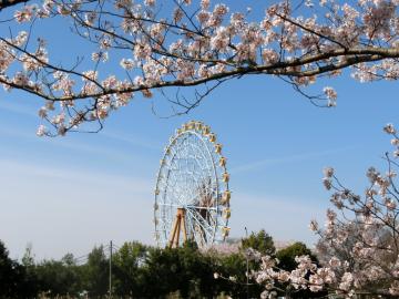 桜と観覧車3