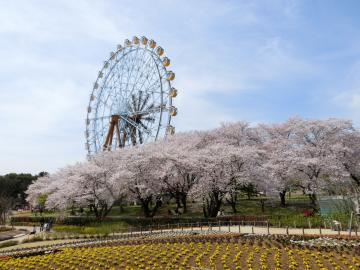 桜と観覧車4