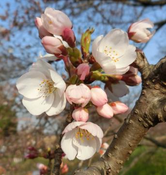 姫宮落川の桜1