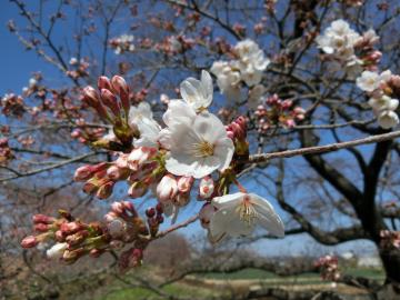 姫宮落川の桜2