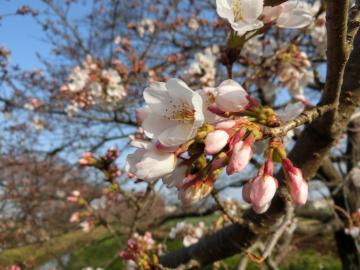 姫宮落川の桜3