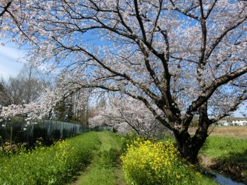 姫宮落川の桜4