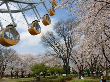 東武動物公園の桜1