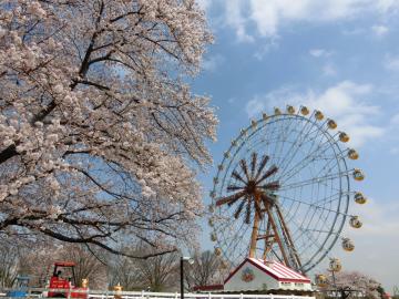 東武動物公園の桜3