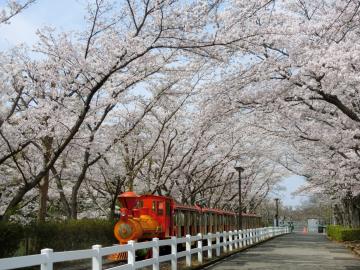 東武動物公園の桜4