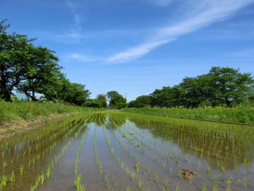 須賀地区の水田1