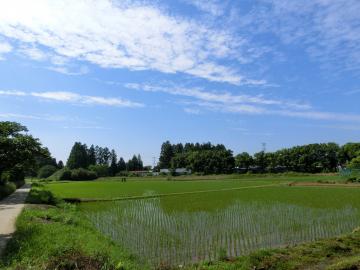 須賀地区の水田2