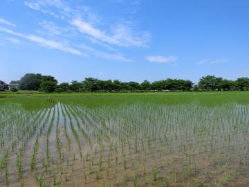 姫宮地区の水田1