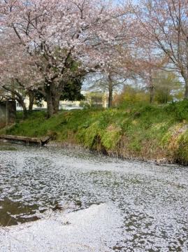 総合運動公園（ぐるる）の桜5