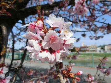 河津桜1枚（清地橋）の写真