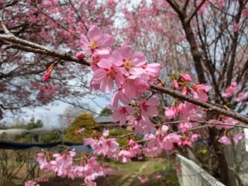 横浜緋桜（東粂原）の写真