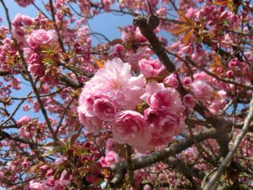 総合運動公園（ぐるる）の桜5