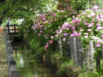 中須用水路沿いアジサイロードのアジサイ1