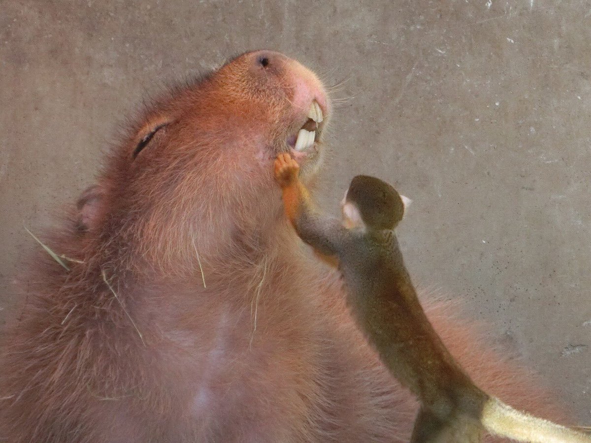 テーマ賞・動物「ムシ歯はないかな?歯をみせて・・」の写真
