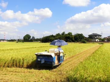 新しい村の池