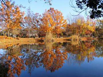 新しい村の紅葉2