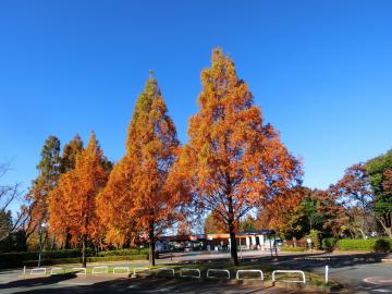 東武動物公園入り口前の紅葉