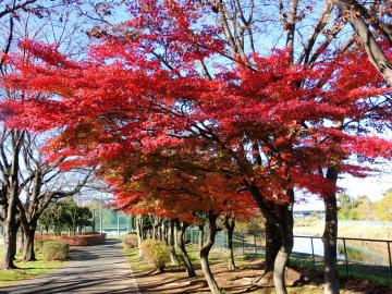 ぐるる宮代の紅葉