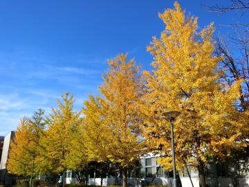 日本工業大学の紅葉1