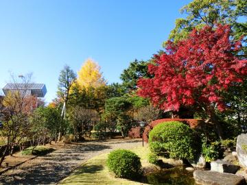 日本工業大学の紅葉2