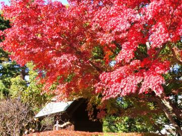 日本工業大学の紅葉3