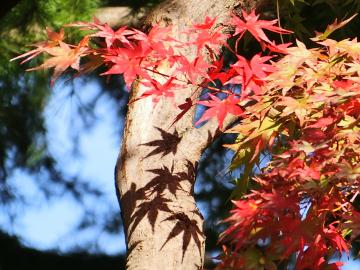 紅葉の写真