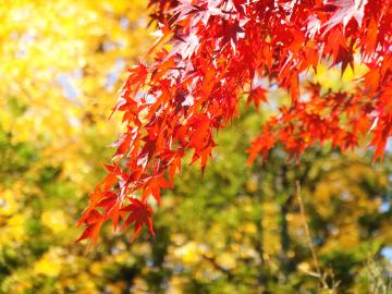 日本工業大学の紅葉4