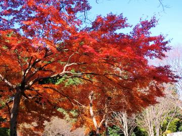 西原自然の森の紅葉1