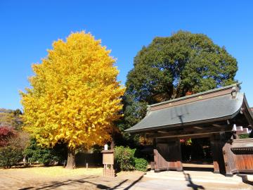 西光院の紅葉