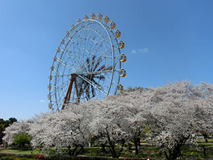 桜と観覧車