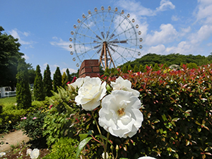 花と観覧車