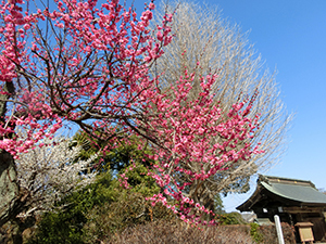 西光院