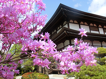 青林寺のツツジ