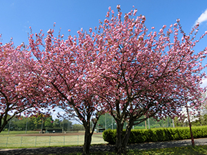 八重桜